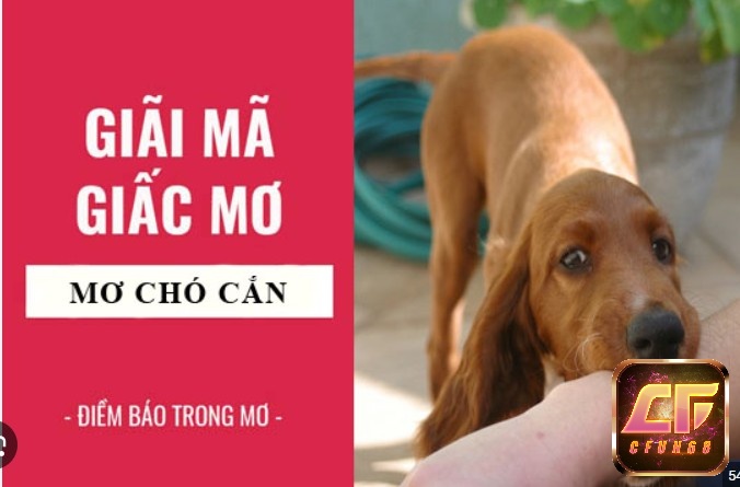 Giải mã giấc mơ bị chó cắn mang theo ý nghĩa gì?