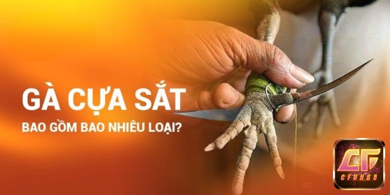  Đá gà cựa sắt là gì? Gà cựa sắt có bao nhiêu loại?