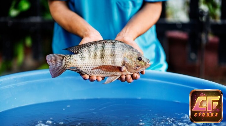 Mơ thấy mình nâng niu cá báo hiệu bạn sắp có tin vui về chuyện con cái