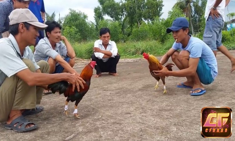 Đá gà Miền Nam là một hoạt động giải trí độc đáo và mang giá trị văn hóa, tạo nên sự kết nối và niềm vui cho cả người chơi và khán giả.