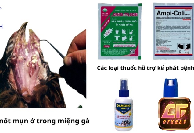 Cách chữa gà chọi bị thuỷ đậu hiệu quả nhất dùng thuốc nào?