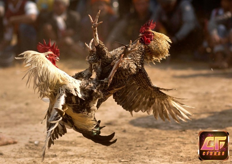 Mẹo chơi đá gà miền Trung bất bại