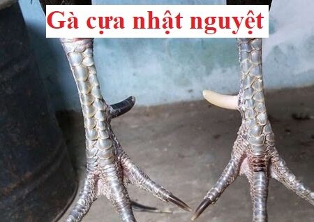 Gà đá cựa nhật nguyệt có phải là chiến kê tiềm năng?